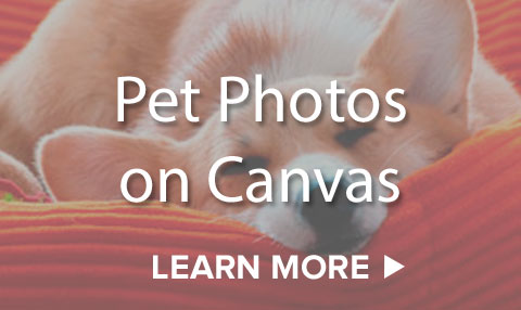 Print your pet photos on canvas.