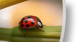 leave 1/2 inch