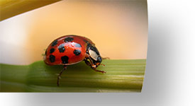 cut to image