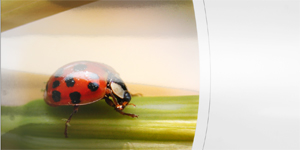 glossy photo paper